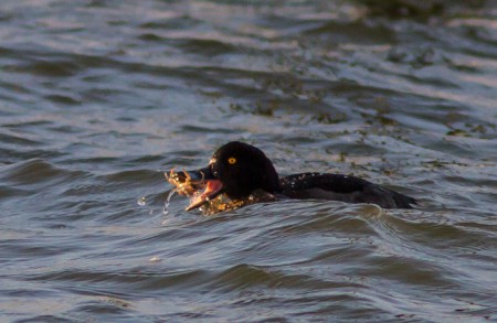 Kuifeend - haringvlietdam